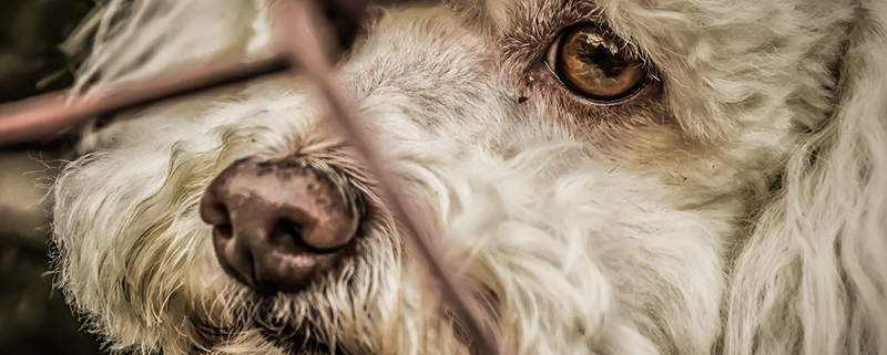 MaltraitanceChien-Istock