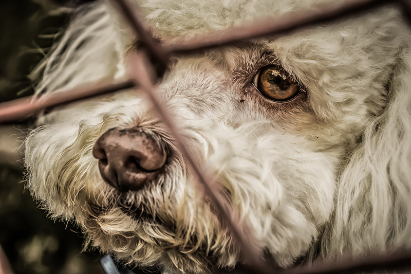 MaltraitanceChien-Istock