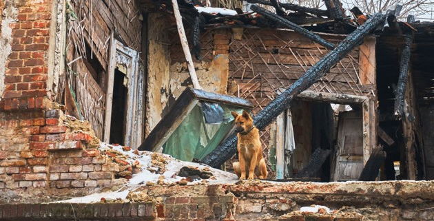 ChienIncendie-Shutterstock
