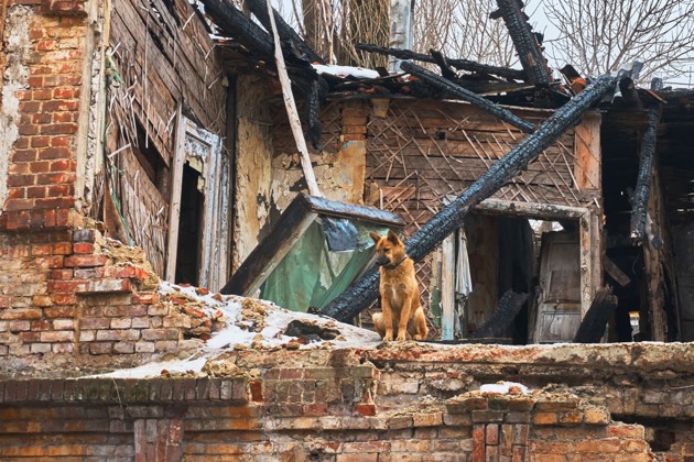 ChienIncendie-Shutterstock