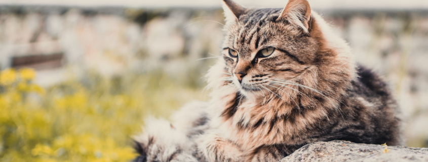 ChatAgé-Unsplash