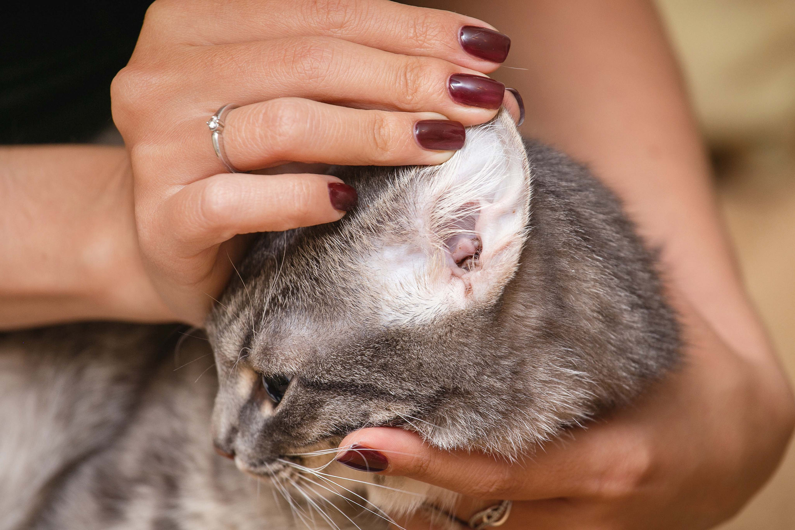 La Gale Auriculaire Du Chat Spa De Lyon Et Du Sud Est