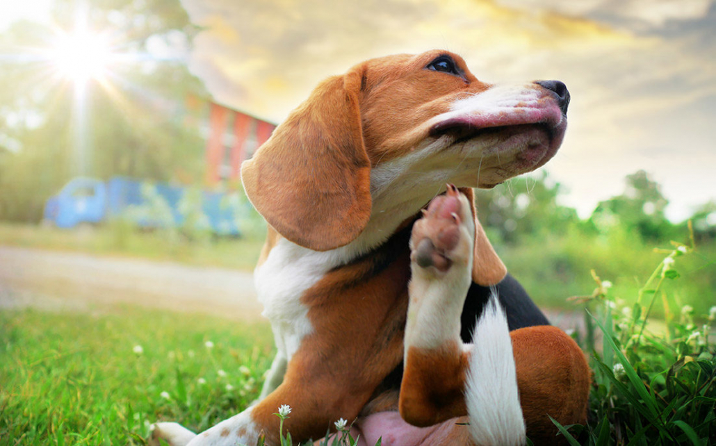 ChienAllergie-Istock