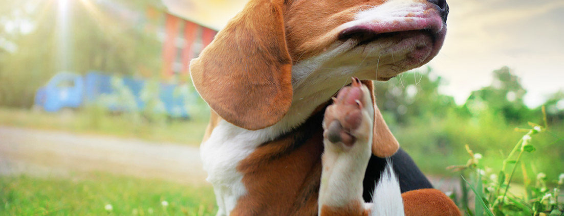 ChienAllergie-Istock