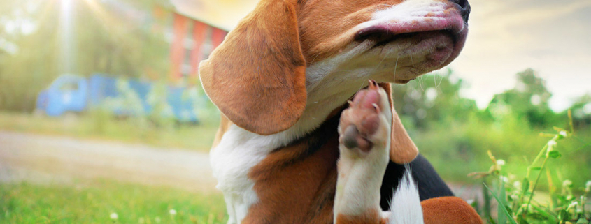 ChienAllergie-Istock