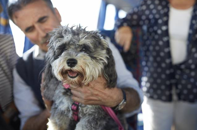 ChienBus-Istock