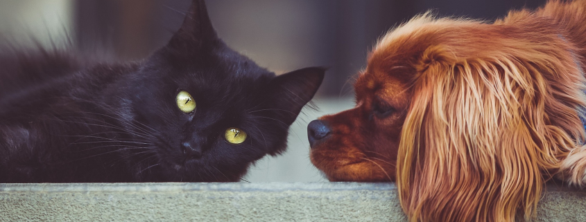 Chien_Chat-Pixabay