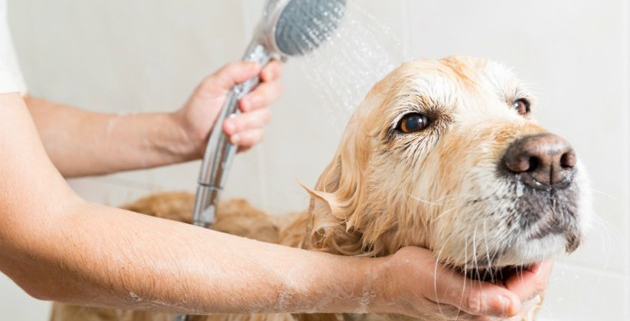 toiletage-chien