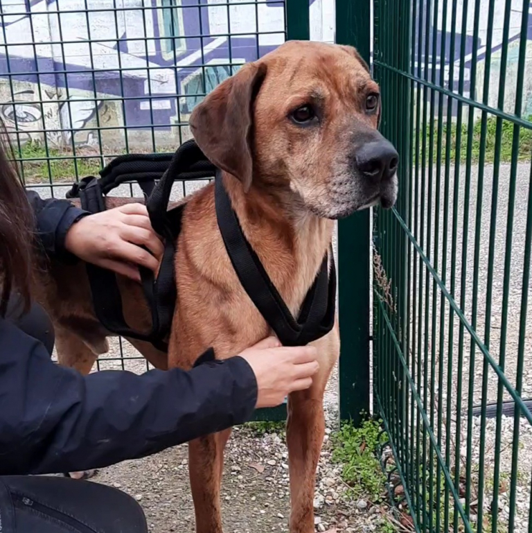 69530 Brignais Spa Brignais Chien à Adopter
