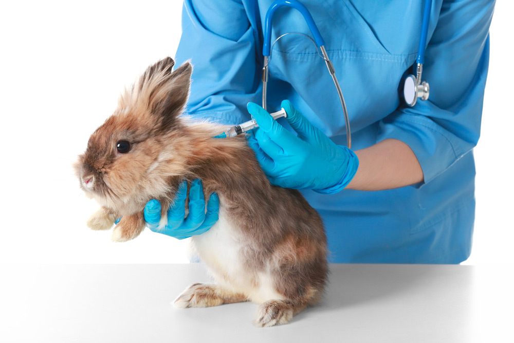 La Vaccination Du Lapin Une Protection Essentielle Spa De Lyon Et Du Sud Est