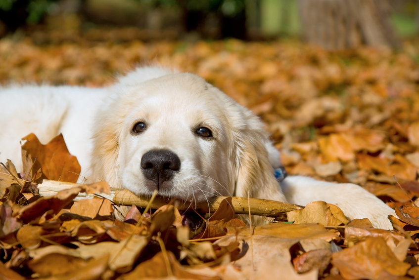 ChienAutomne-Fotolia