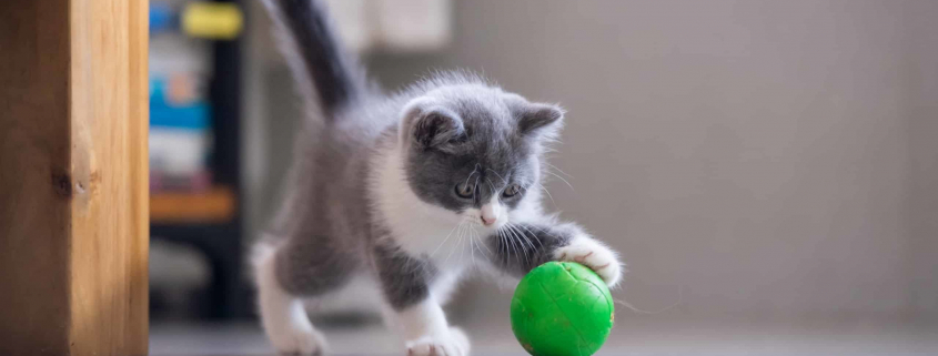 Chatons-AdobeStock