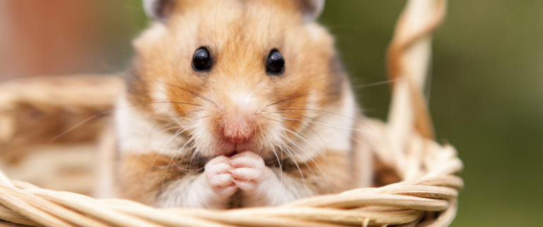 Hamster-Fotolia