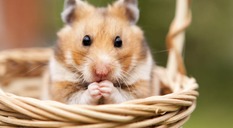 Hamster-Fotolia