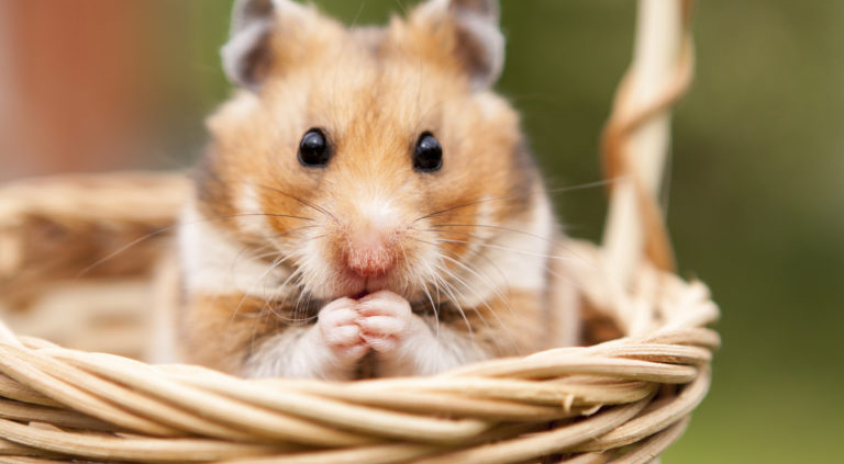 Les dangers du jardin pour votre lapin - SPA de Lyon et du Sud-Est