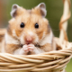 Hamster-Fotolia