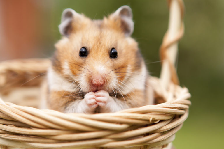 Hamster-Fotolia