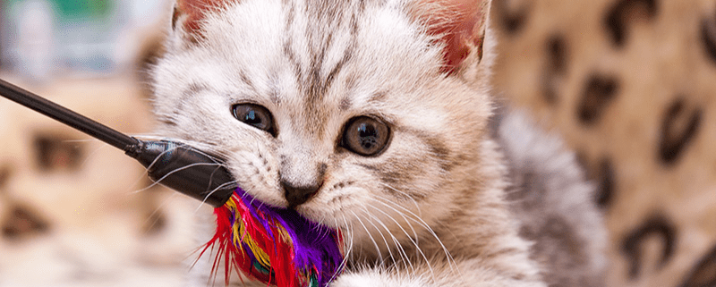 Chat_AdobeStock