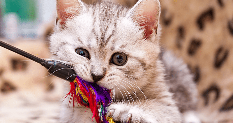 Chat_AdobeStock
