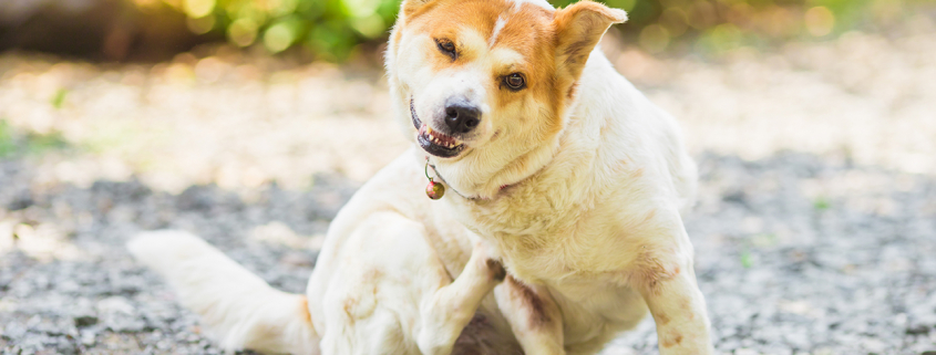 Chien-Pellicule-Freepik