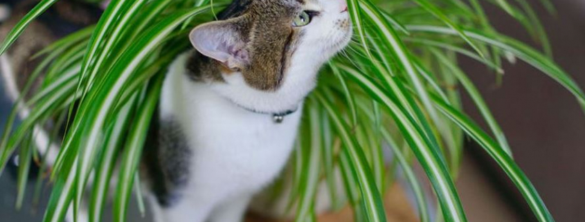 Plante-Istock