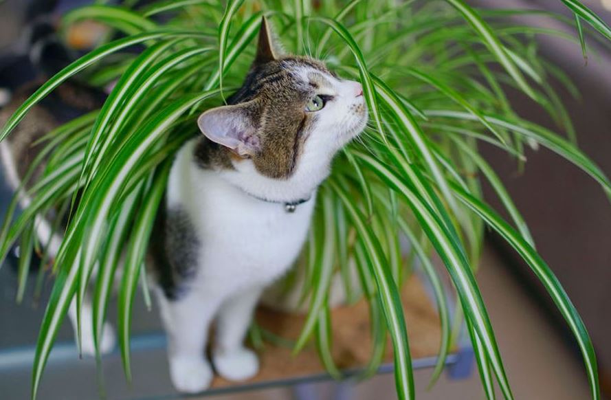 Plante-Istock