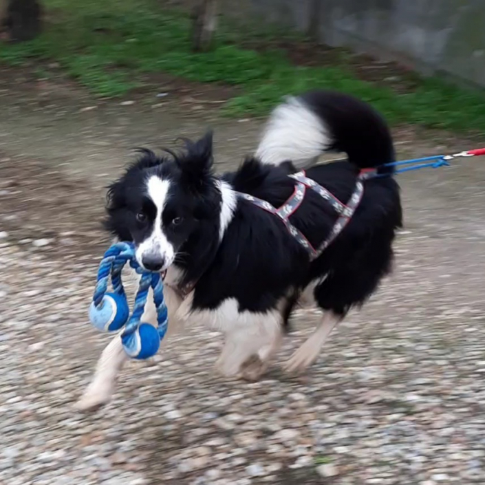 69530 Brignais Spa Brignais Chien à Adopter