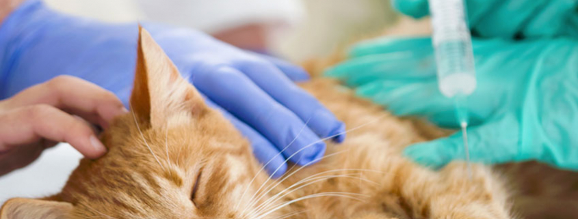 Chat-Dreamstime