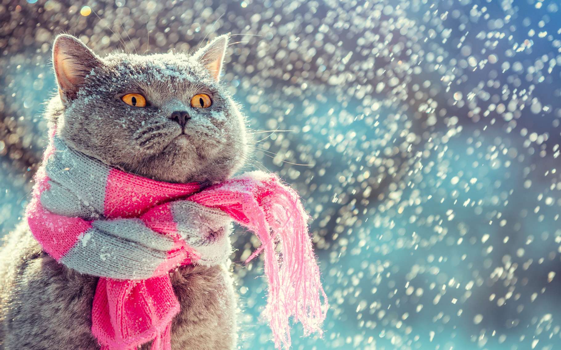 Comment Proteger Son Chat En Hiver Spa De Lyon Et Du Sud Est Comment Proteger Son Chat En Hiver Spa De Lyon Et Du Sud Est