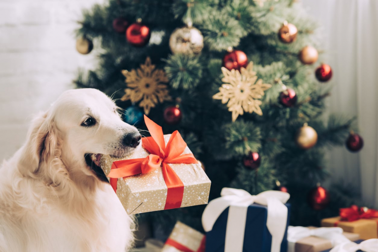 17 idées de cadeaux de Noël pour votre chat