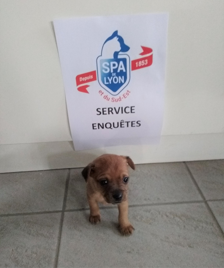 Sauvetage d'un chiot battu la SPA Lyon et ses
