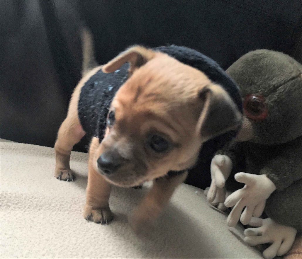 Nouvelles de nos protégés le chiot entre de bonnes mains