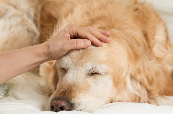 Soulager l'arthrose chez le chien - SPA de Lyon et du Sud-Est