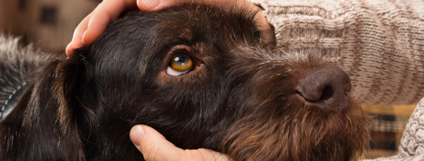 ChienAge-Istock