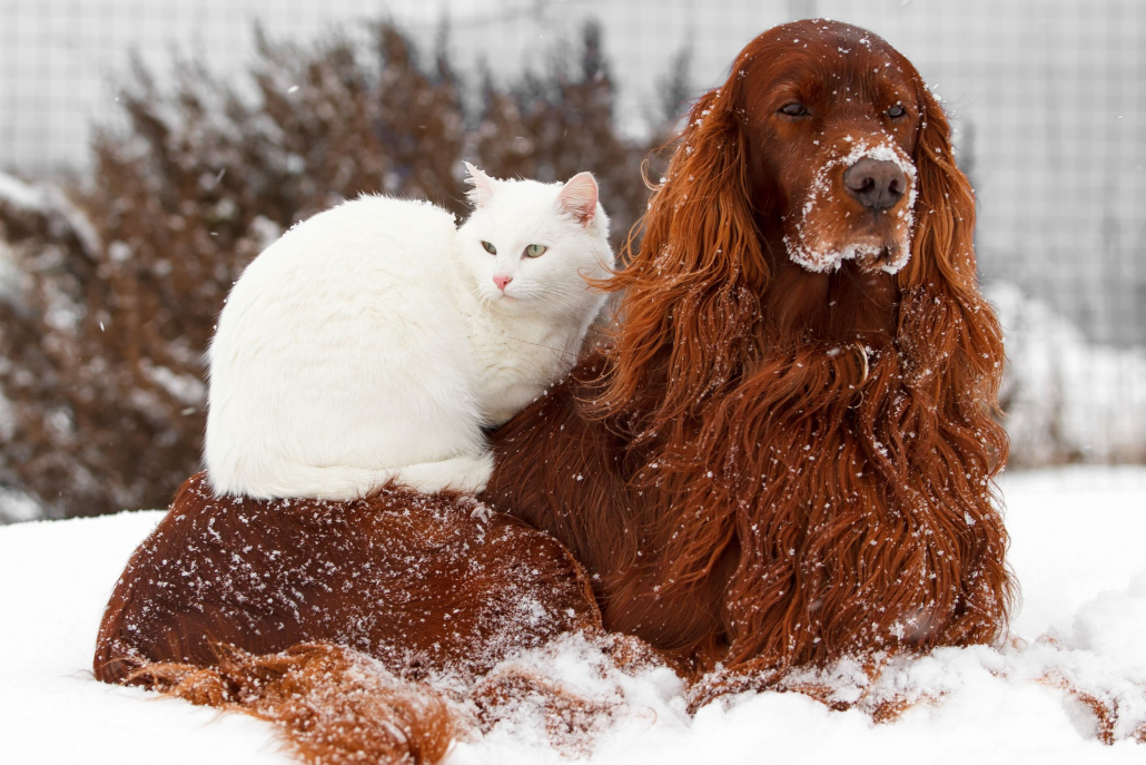 ChatChienNeige-Dreamstime