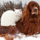 ChatChienNeige-Dreamstime