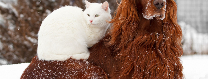 ChatChienNeige-Dreamstime