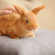 Lapin-Istock