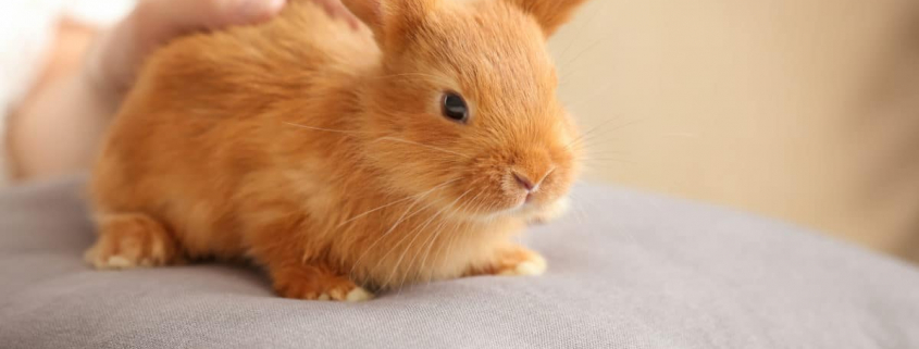 Lapin-Istock