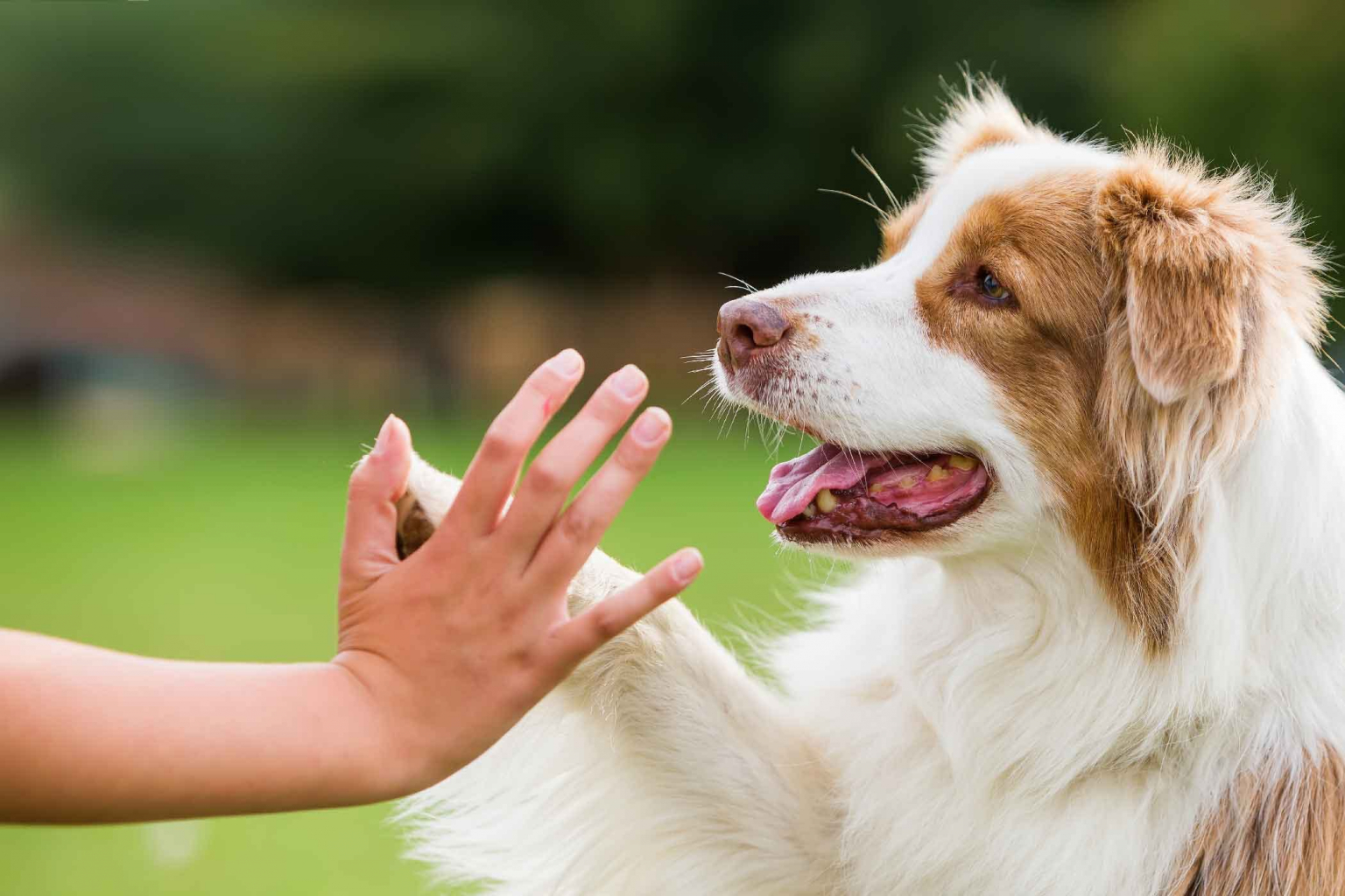 Mes bonnes résolutions pour mon animal de compagnie SPA