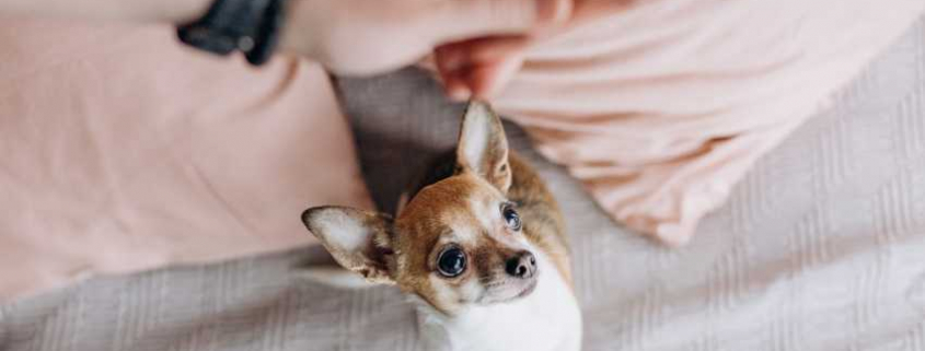 AnimalJaloux-Dreamstime