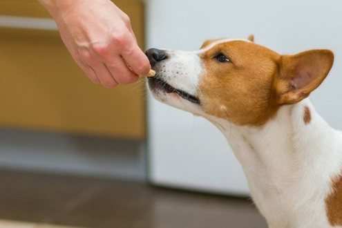 Récompense-Chien