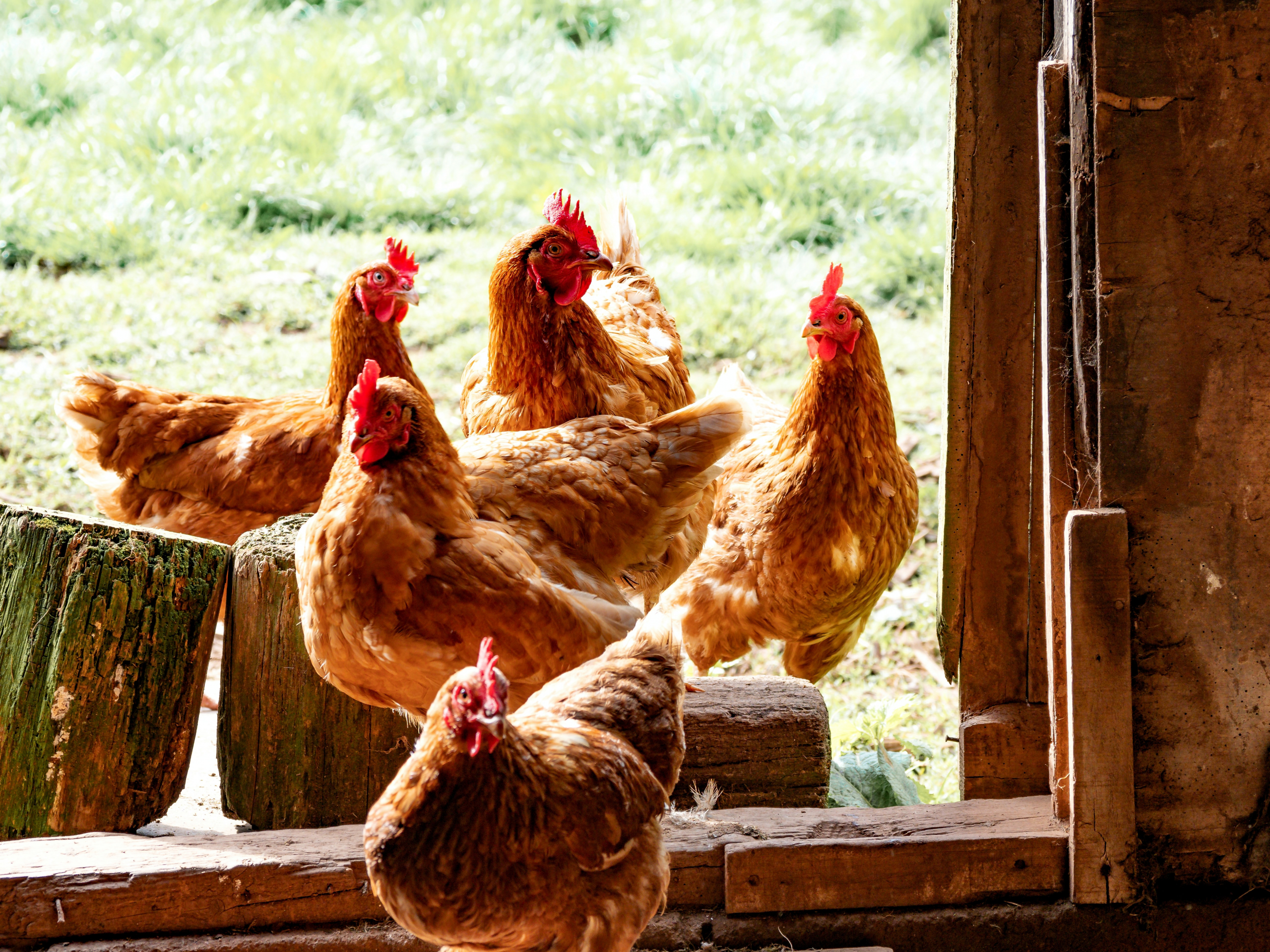Introduire une nouvelle poule dans un poulailler - SPA de Lyon et 