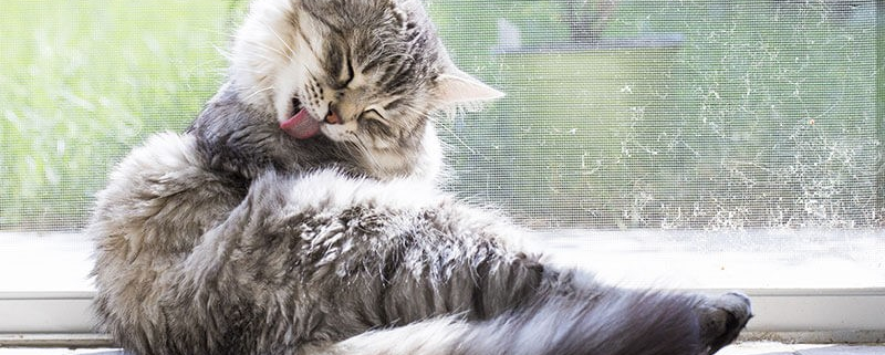 Chat