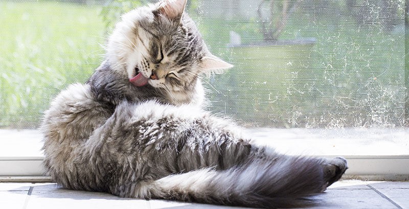 Boules De Poils Comment Aider Son Chat A Les Eliminer Spa De Lyon Et Du Sud Est