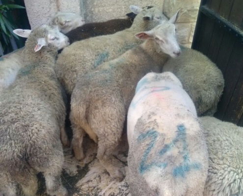 Affaire-Moutons