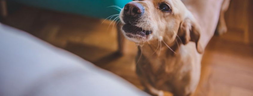 ChienAboie-Dreamstime