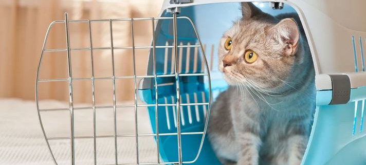 ArrivéeChat-Fotolia