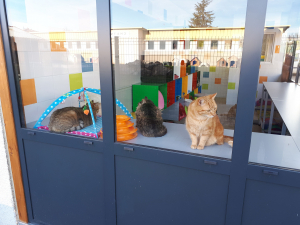 Ludocat Brignais (4)
