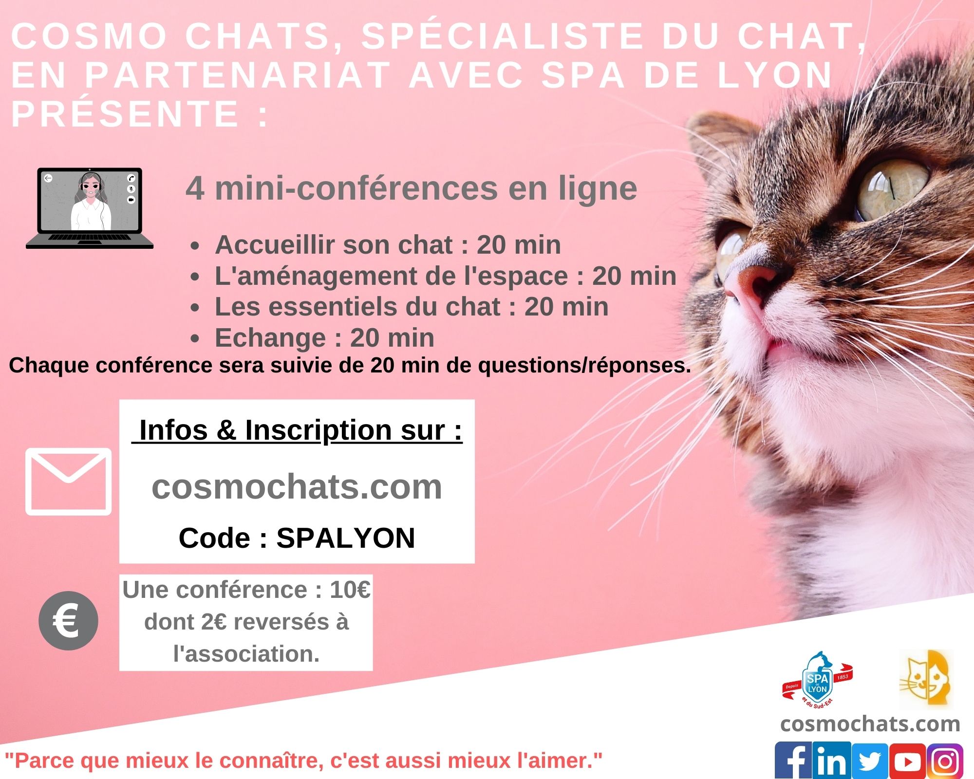 chat venissieux